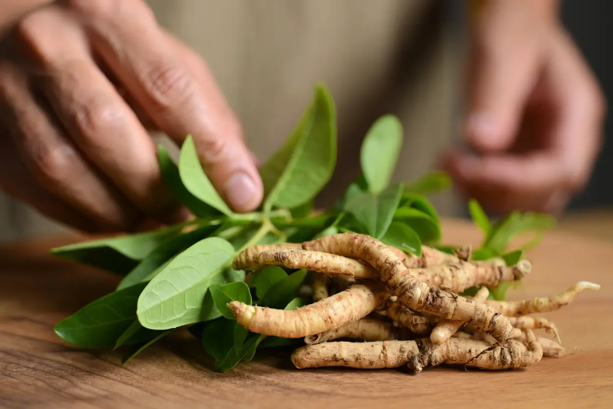Racines et feuilles fraîches d'ashwagandha