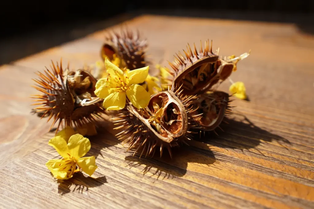 Tribulus terrestris plant