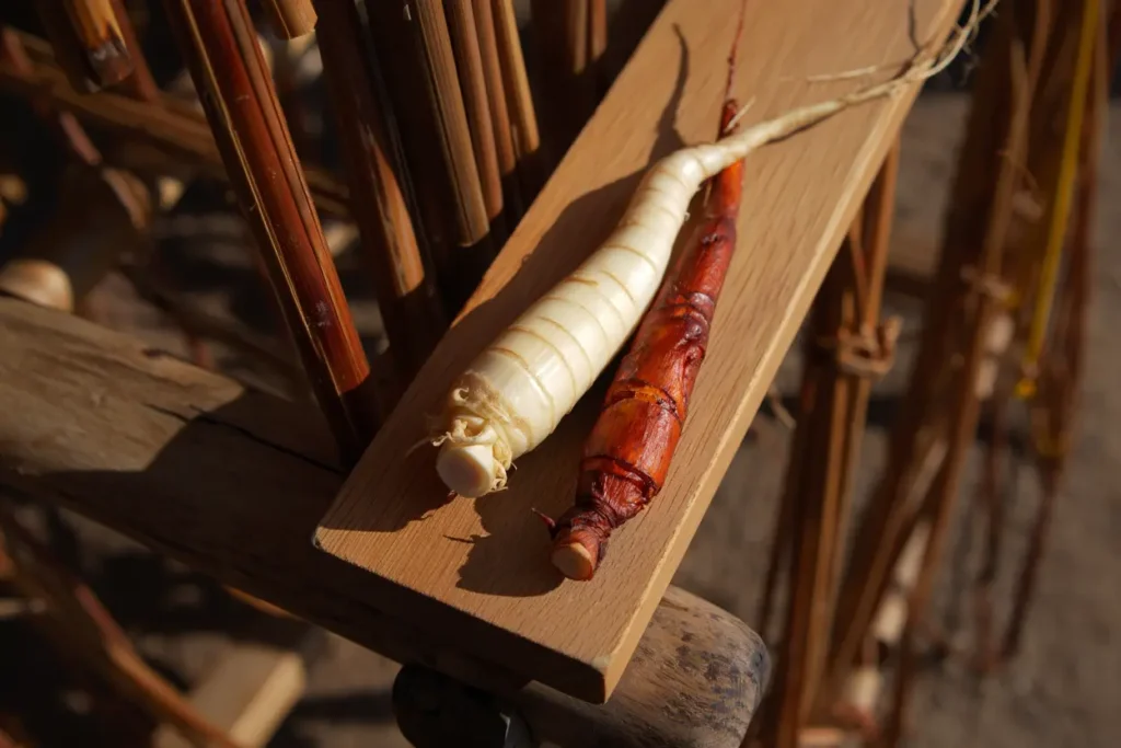 Racine de ginseng blanc et rouge côte à côte