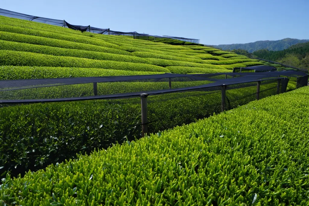 Plantation de thé avec ombrage pour matcha