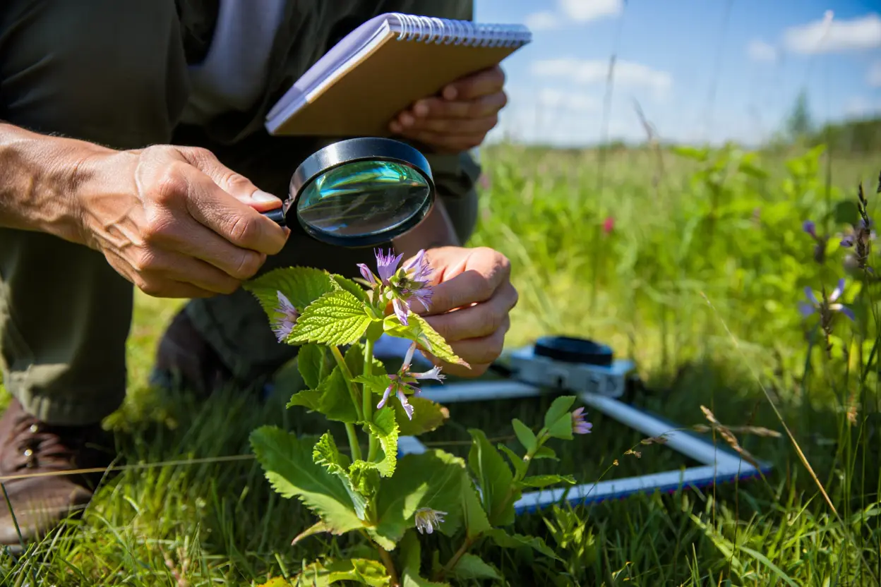 Observation d'une plante médicinale en nature