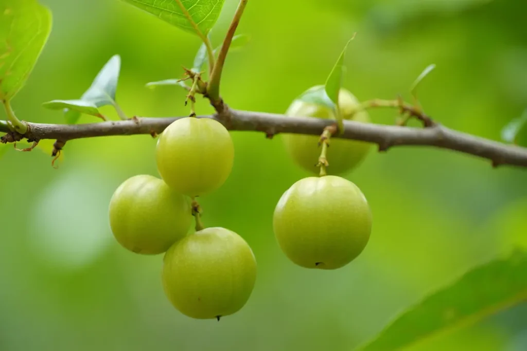 Baies d'amla sur branche